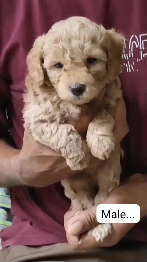 Standard Poodle Puppy, farm video