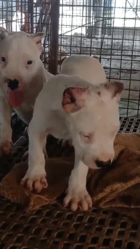 Dogo Argentino Puppy, farm video