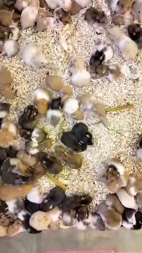 Dwarf Hamster Babies | Adults, farm video