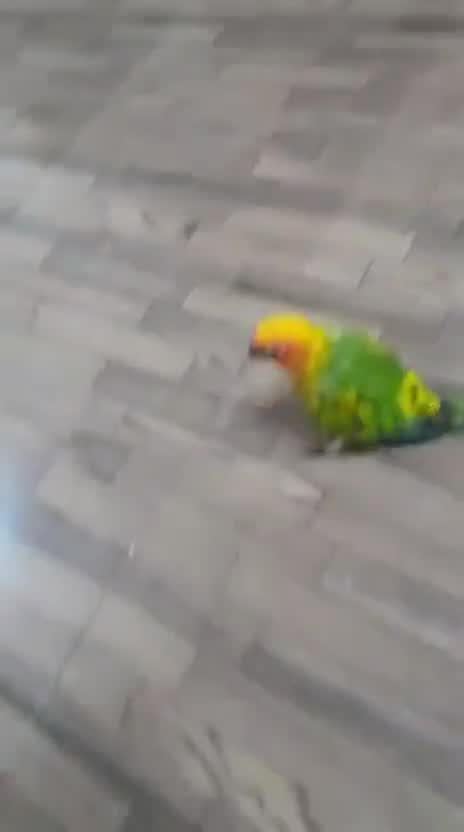 Sun Conure, farm video