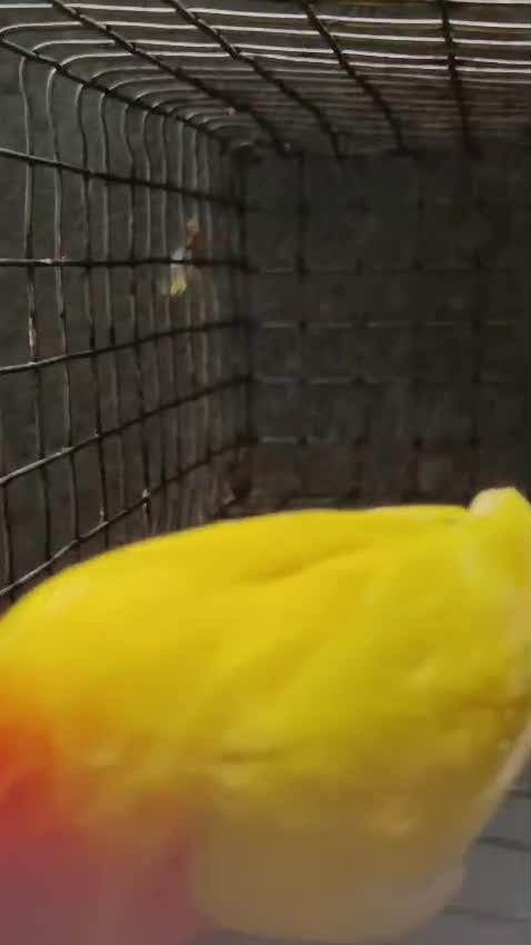 Fish, farm video