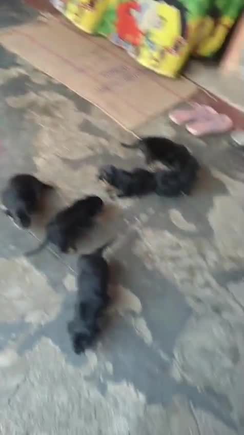 Rottweiler Puppy, farm video