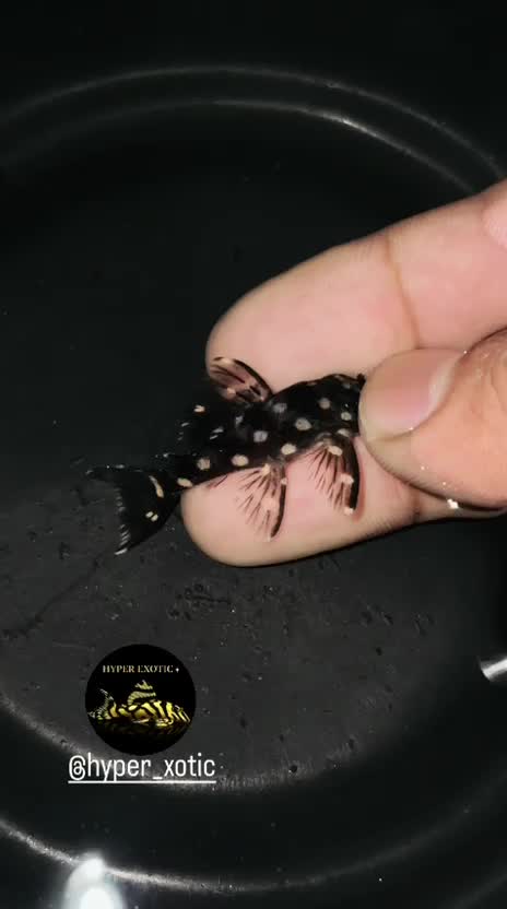 Pleco, farm video