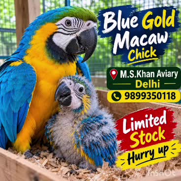 Blue & Gold Macaw, farm video