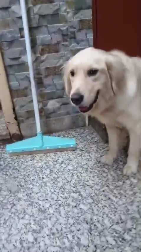 Golden Retriever, farm video