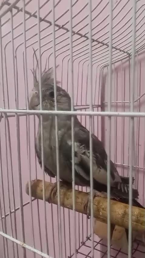 Cockatiel, farm video