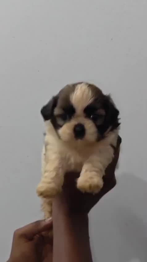 Shih Tzu Puppy Brown & White, farm video