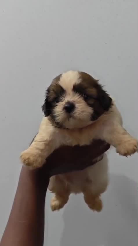Shih Tzu | Black & White Color, farm video