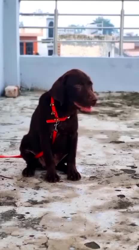 Beagle Black & Tan Puppy, farm video