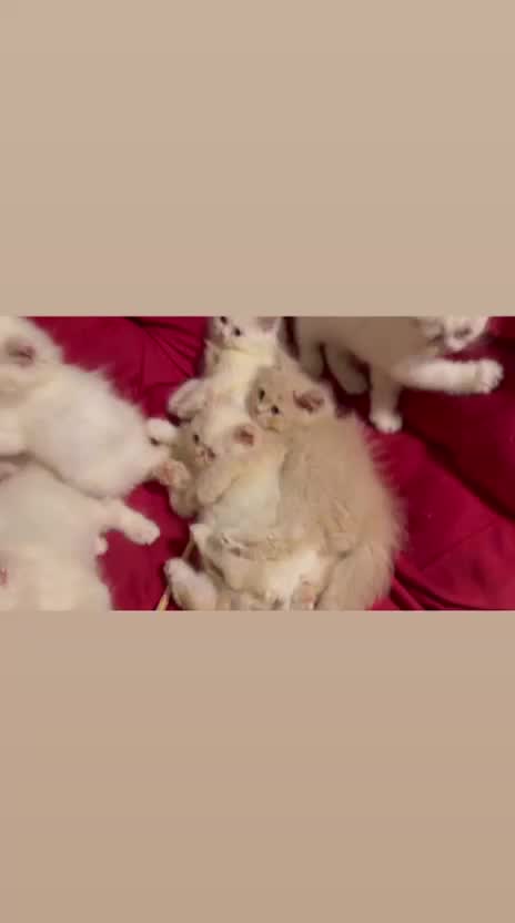 Persian Kitten (Punch Face), farm video