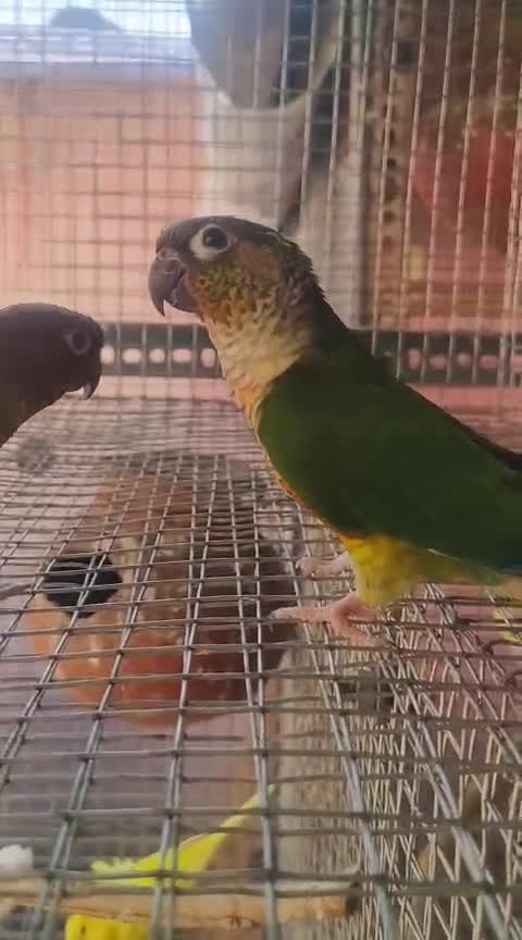 Green Cheek Conure, farm video