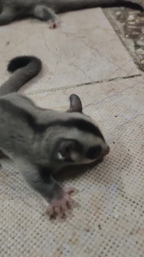 Sugar Glider | Grey, farm video
