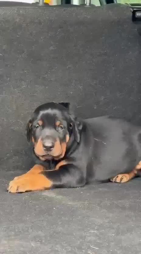 Doberman Pinscher Puppy, farm video