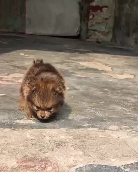 Culture Pom Puppy | White Color, farm video