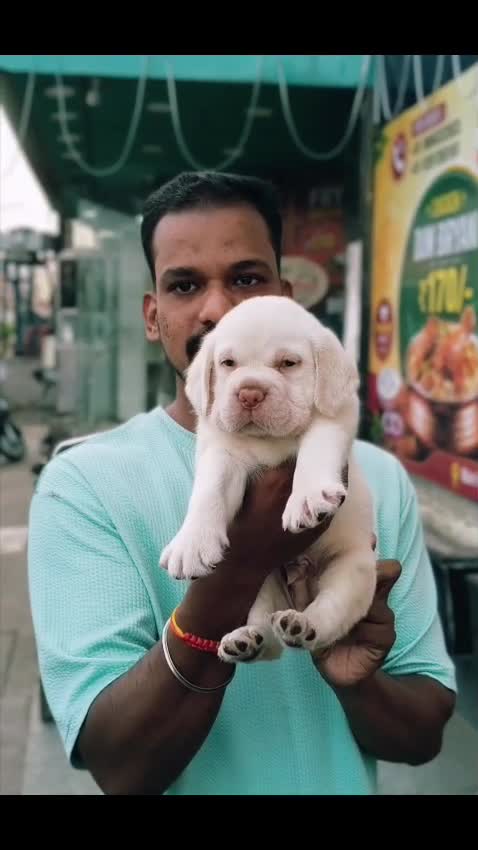 Beagle Black & Tan Puppy, farm video