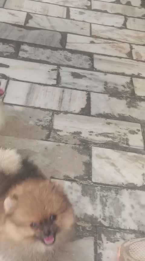 Toy Poodle Puppy, farm video