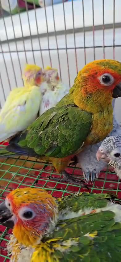 Sun Conure, farm video