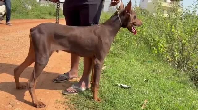 Doberman Pinscher Puppy, farm video