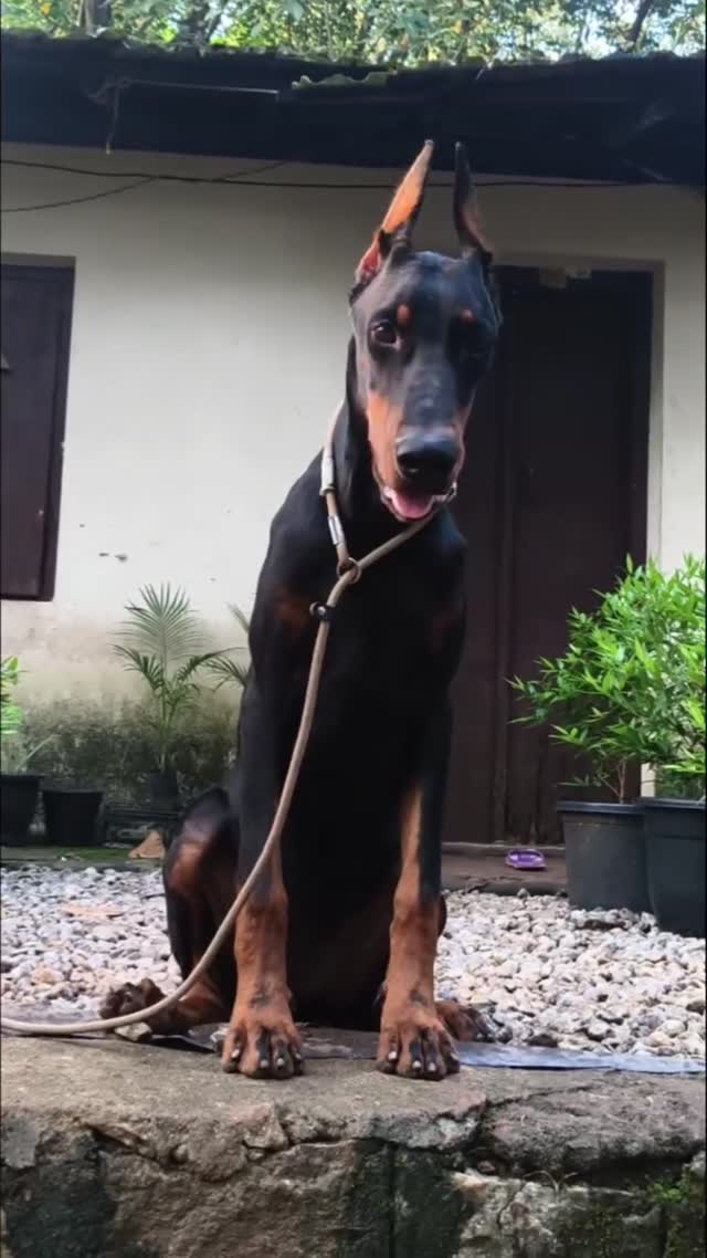 European Doberman Puppy, farm video