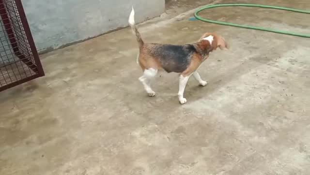 Beagle | Lemon & White | Puppy, farm video