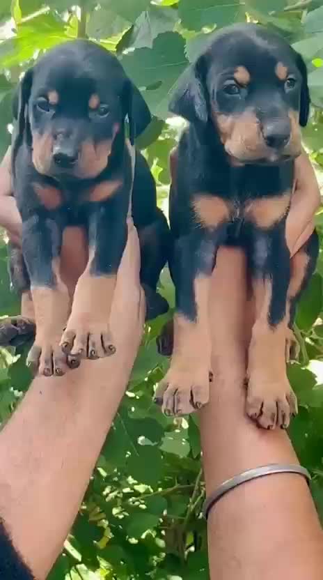 Doberman Pinscher Puppy, farm video
