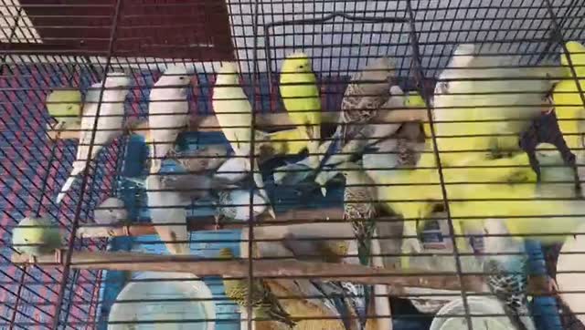 Budgies, farm video