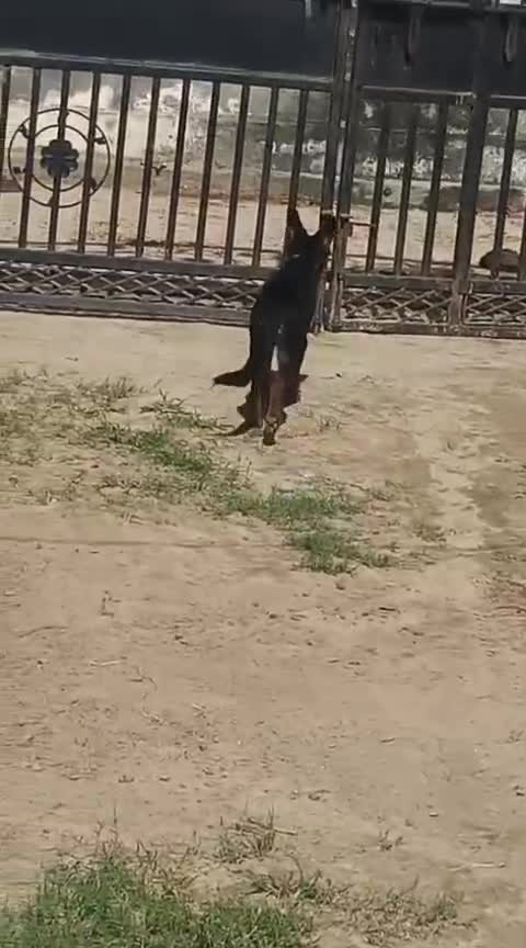 German Shepherd Puppy | Z Black, farm video
