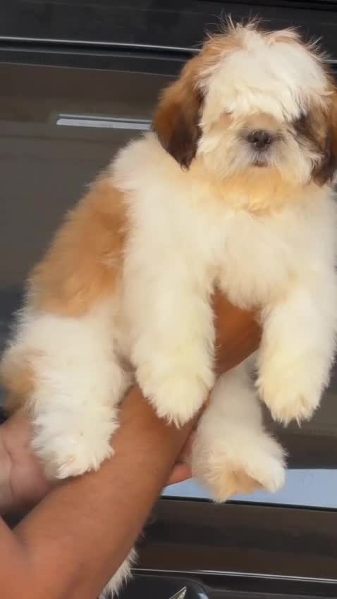 Shih Tzu | Black Color, farm video