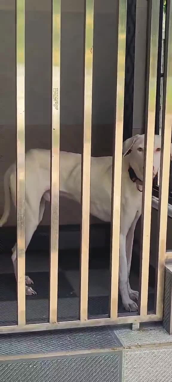 Rajapalayam Puppy, farm video