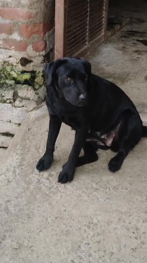 Beagle Black & Tan Puppy, farm video