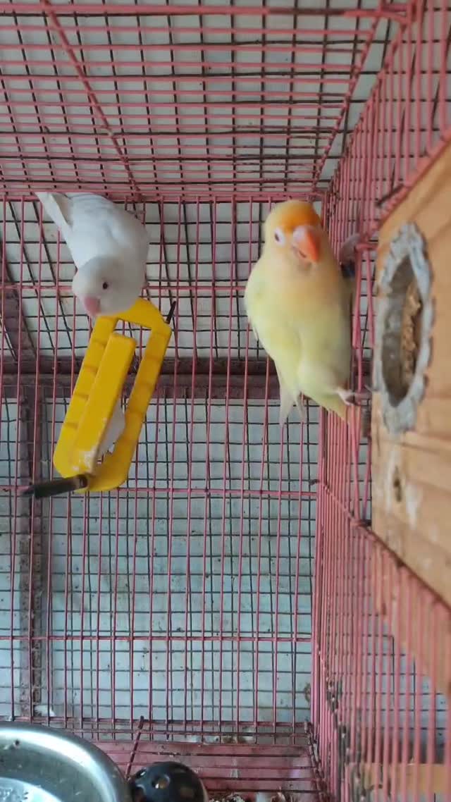 African Love Birds | Yellow & Orange, farm video