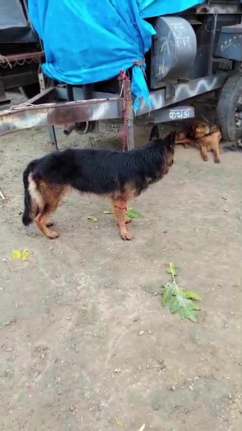 German Shepherd Puppy | Z Black, farm video