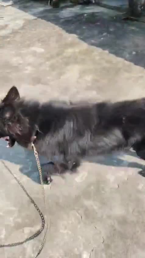 German Shepherd Puppy | Z Black, farm video