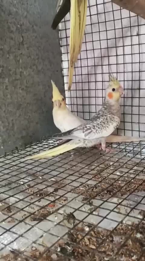 Cockatiel, farm video