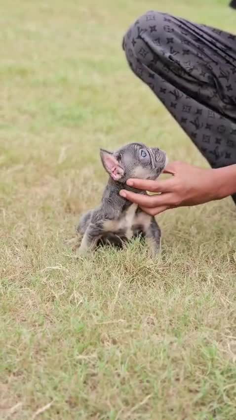 French Bulldog Puppy | White, farm video