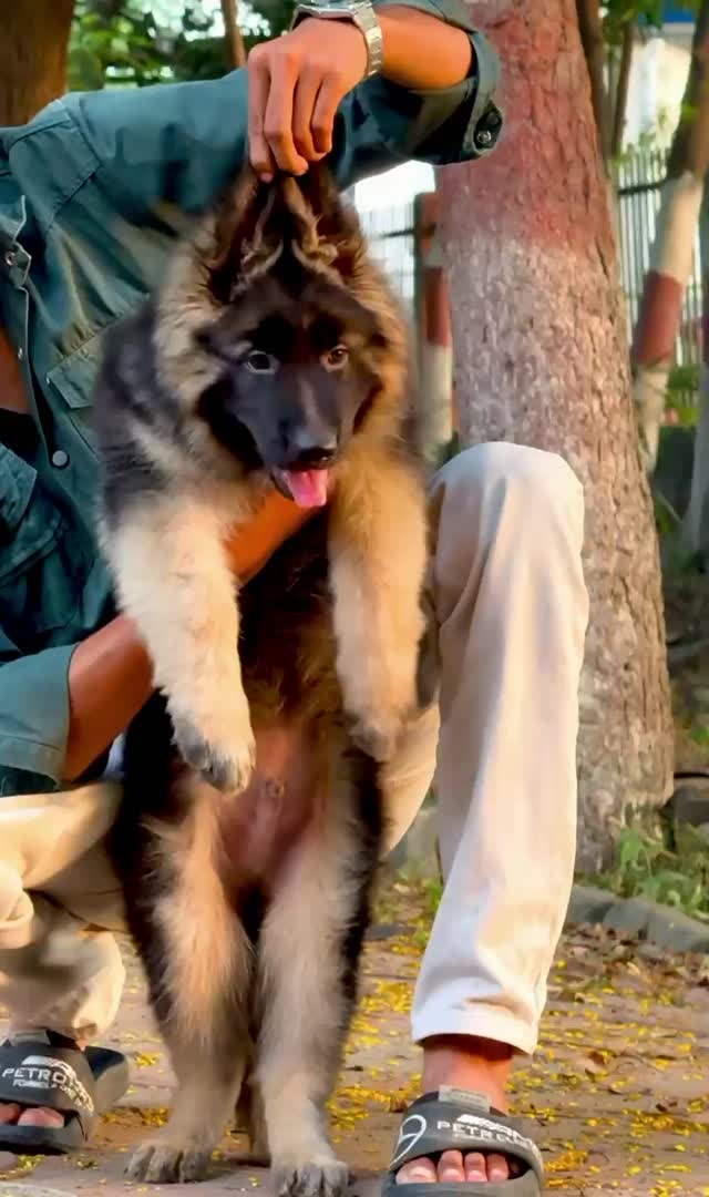 German Shepherd Puppy, farm video