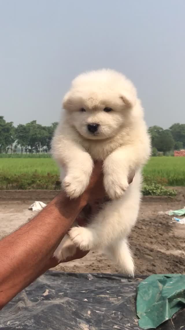 Samoyed Puppy | White, farm video