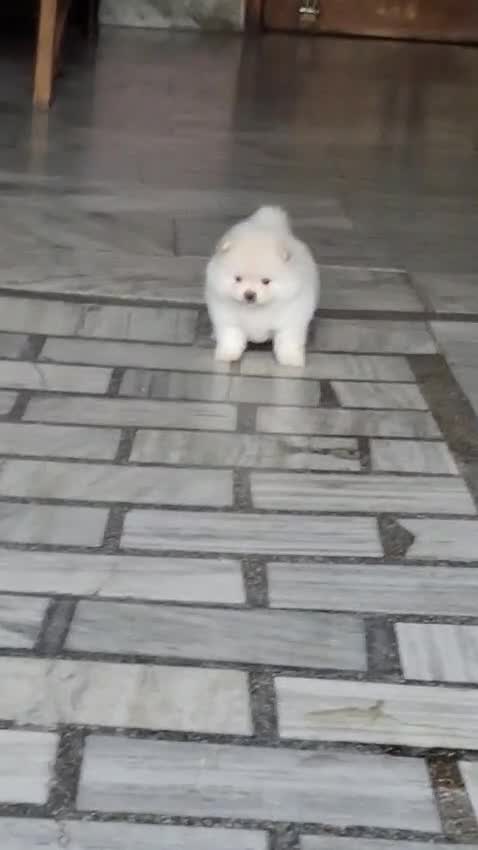 Orignal Toy Pom Puppy | Teacup Pom, farm video
