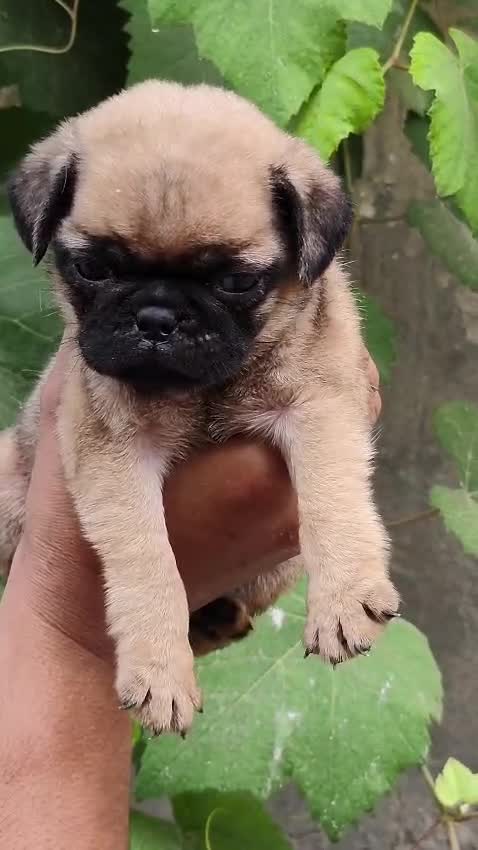 Shih Tzu | Black Color, farm video