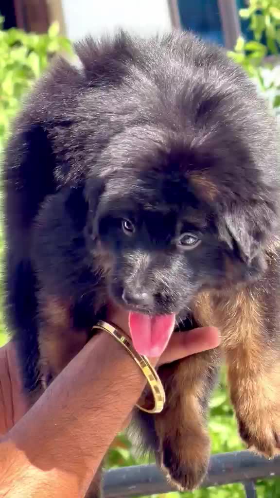 German Shepherd Puppy, farm video