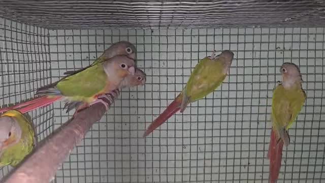 Pineapple Headed Conure, farm video