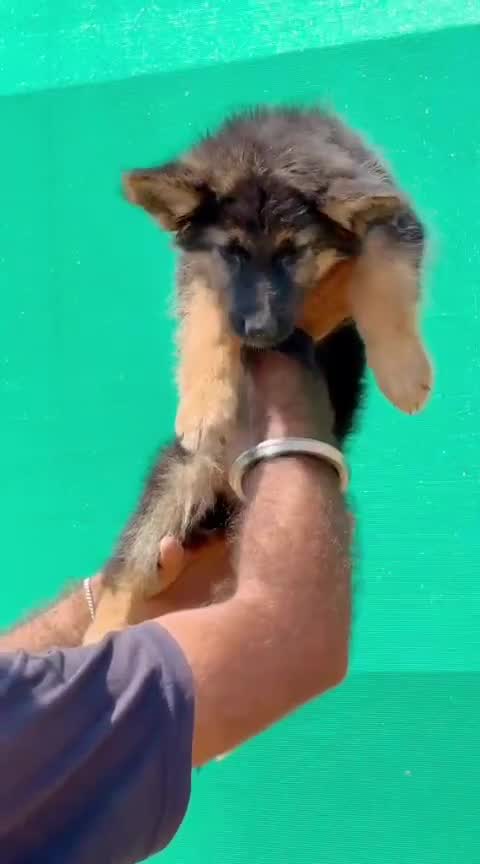 German Shepherd Puppy | Z Black, farm video