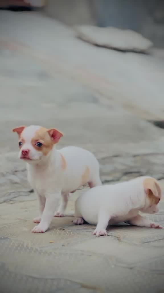 Chihuahua Puppy, farm video