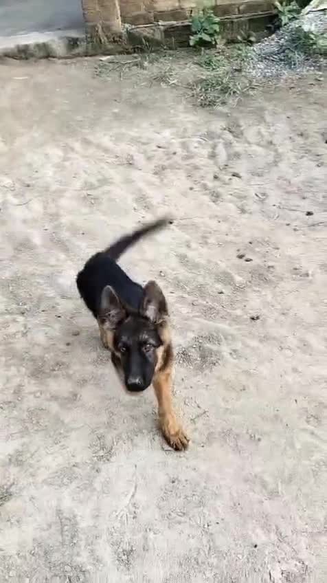 German Shepherd Puppy, farm video