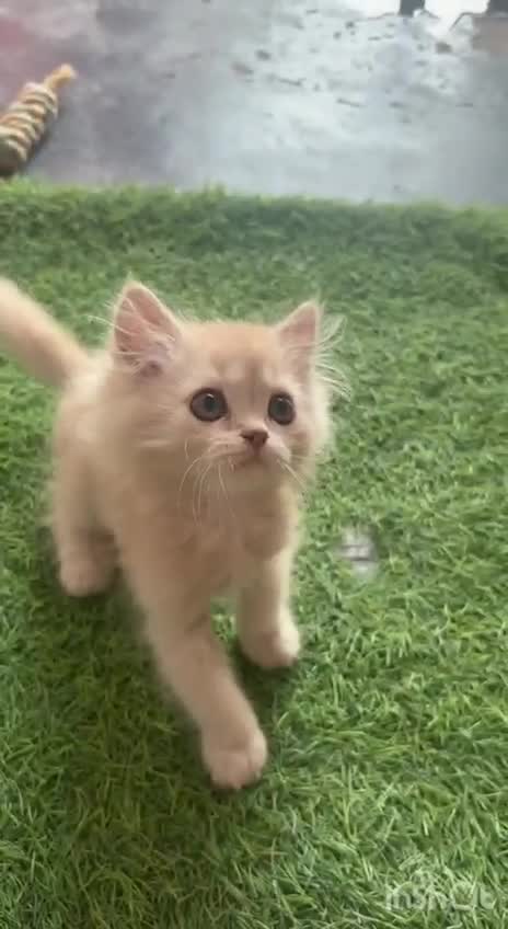 Persian Kitten (Punch Face), farm video