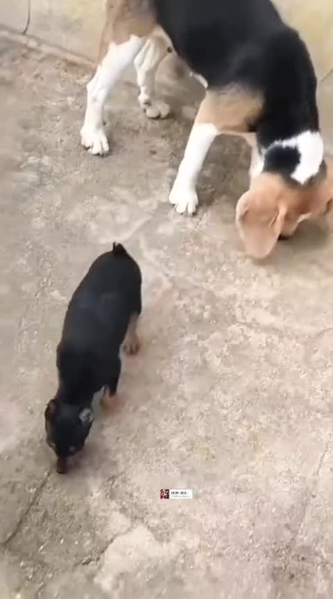 Miniature Pinscher Puppy, farm video