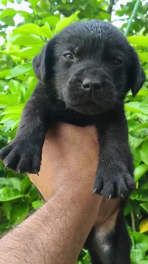 Beagle Black & Tan Puppy, farm video
