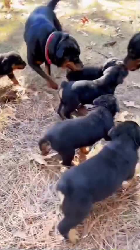 Rottweiler Puppy, farm video