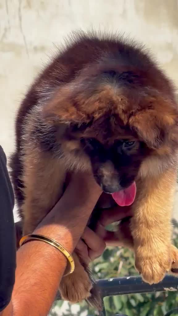 German Shepherd Puppy, farm video