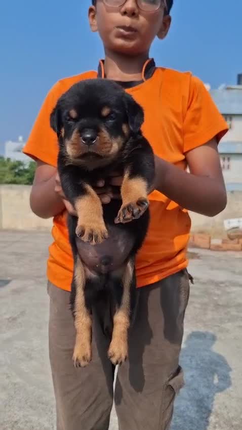 Rottweiler Puppy, farm video
